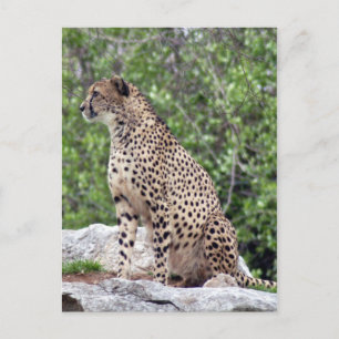Cheetah 4x6 Briefkaart