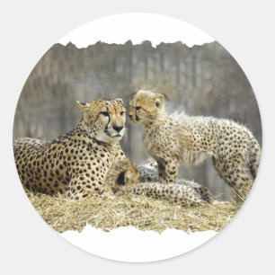 Cheetah-a-Cubs Ronde Sticker