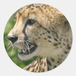 Cheetah Aanval Stickers