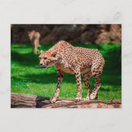 Cheetah Acinonyx Jubatus Briefkaart