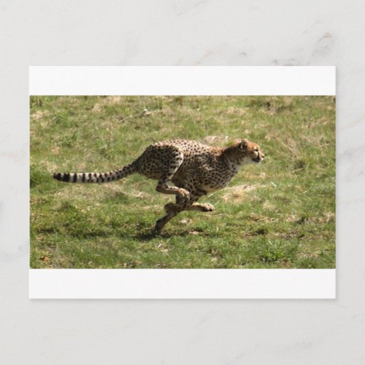 Cheetah (Acinonyx jubatus) gallop Briefkaart (Voorkant)