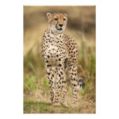 Cheetah, Acinonyx jubatus, in de Masai Mara Foto Afdruk (Voorkant)