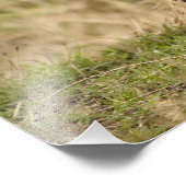 Cheetah, Acinonyx jubatus, in de Masai Mara Foto Afdruk (Hoek)