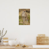 Cheetah, Acinonyx jubatus, in de Masai Mara Poster (Keuken)