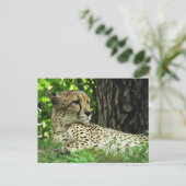 Cheetah (Acinonyx jubatus) in Oerwoud Briefkaart (Staand voorkant)