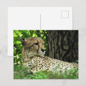 Cheetah (Acinonyx jubatus) in Oerwoud Briefkaart (Voorkant / Achterkant)