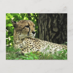 Cheetah (Acinonyx jubatus) in Oerwoud Briefkaart