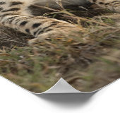 Cheetah, Acinonyx jubatus, kubussen die zich neerl Poster (Hoek)