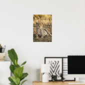Cheetah, Acinonyx jubatus, kubussen die zich neerl Poster (Thuiskantoor)