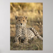 Cheetah, Acinonyx jubatus, kubussen die zich neerl Poster (Voorkant)