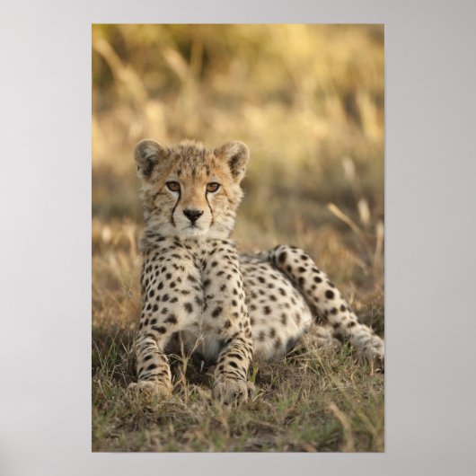 Cheetah, Acinonyx jubatus, kubussen die zich neerl Poster (Voorkant)