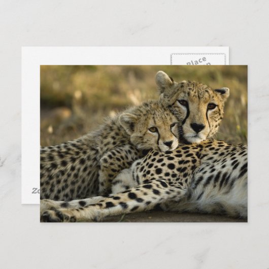 Cheetah, Acinonyx jubatus, met cub in de Masai 2 Briefkaart (Voorkant / Achterkant)