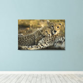 Cheetah, Acinonyx jubatus, met cub in de Masai 2 Canvas Afdruk (Insitu (Houten vloer))