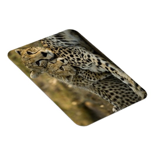 Cheetah, Acinonyx jubatus, met cub in de Masai 2 Magneet (Rechterzijde)