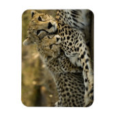 Cheetah, Acinonyx jubatus, met cub in de Masai 2 Magneet (Verticaal)