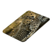 Cheetah, Acinonyx jubatus, met cub in de Masai 2 Magneet (Linkerzijde)