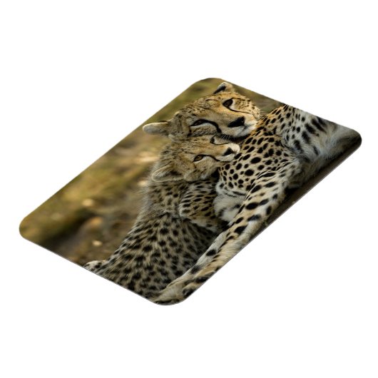 Cheetah, Acinonyx jubatus, met cub in de Masai 2 Magneet (Linkerzijde)