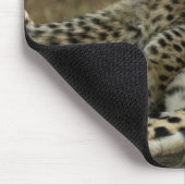 Cheetah, Acinonyx jubatus, met cub in de Masai 2 Muismat (Hoek)