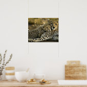 Cheetah, Acinonyx jubatus, met cub in de Masai 2 Poster (Keuken)