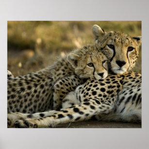 Cheetah, Acinonyx jubatus, met cub in de Masai 2 Poster