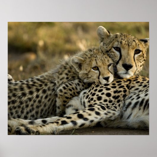 Cheetah, Acinonyx jubatus, met cub in de Masai 2 Poster (Voorkant)