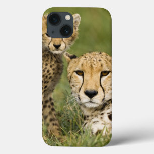 Cheetah, Acinonyx jubatus, met kubusje in de Case-Mate iPhone Case