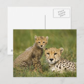 Cheetah, Acinonyx jubatus, met welp Briefkaart (Voorkant / Achterkant)