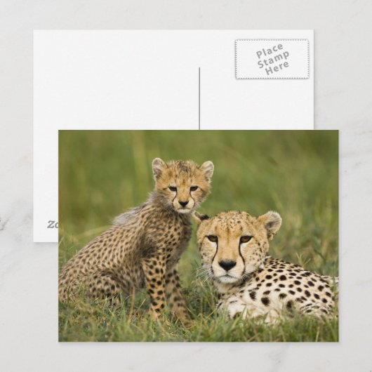 Cheetah, Acinonyx jubatus, met welp Briefkaart (Voorkant / Achterkant)