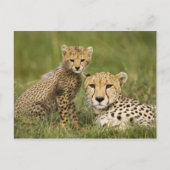 Cheetah, Acinonyx jubatus, met welp Briefkaart (Voorkant)
