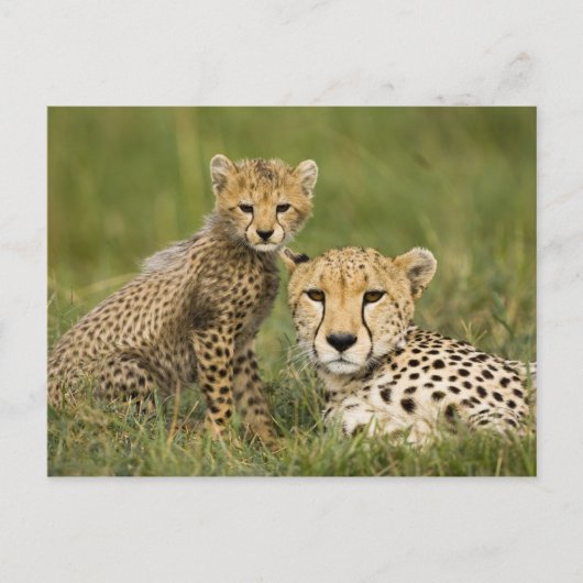 Cheetah, Acinonyx jubatus, met welp Briefkaart (Voorkant)