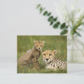 Cheetah, Acinonyx jubatus, met welp Briefkaart (Staand voorkant)