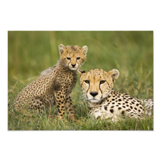 Cheetah, Acinonyx jubatus, met welp Foto Afdruk (Voorkant)