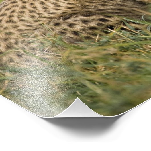 Cheetah, Acinonyx jubatus, met welp Foto Afdruk (Hoek)