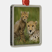 Cheetah, Acinonyx jubatus, met welp Metalen Ornament (Rechts)