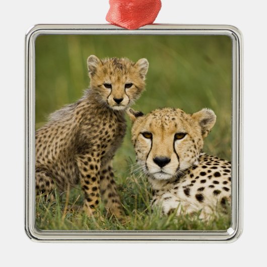 Cheetah, Acinonyx jubatus, met welp Metalen Ornament (Voorkant)
