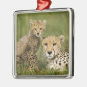 Cheetah, Acinonyx jubatus, met welp Metalen Ornament (Links)