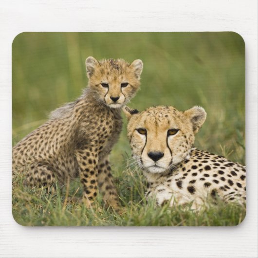 Cheetah, Acinonyx jubatus, met welp Muismat (Voorkant)