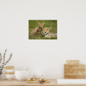 Cheetah, Acinonyx jubatus, met welp Poster (Keuken)