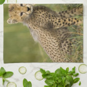 Cheetah, Acinonyx jubatus, met welp Theedoek (Gevouwen)