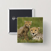 Cheetah, Acinonyx jubatus, met welp Vierkante Button 5,1 Cm (Voorkant /achterkant)