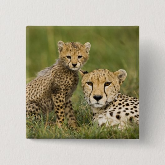 Cheetah, Acinonyx jubatus, met welp Vierkante Button 5,1 Cm (Voorkant)