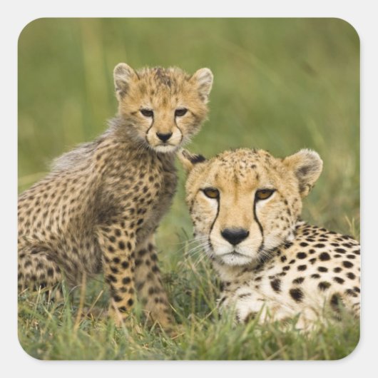 Cheetah, Acinonyx jubatus, met welp Vierkante Sticker (Voorkant)