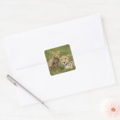 Cheetah, Acinonyx jubatus, met welp Vierkante Sticker (Envelop)