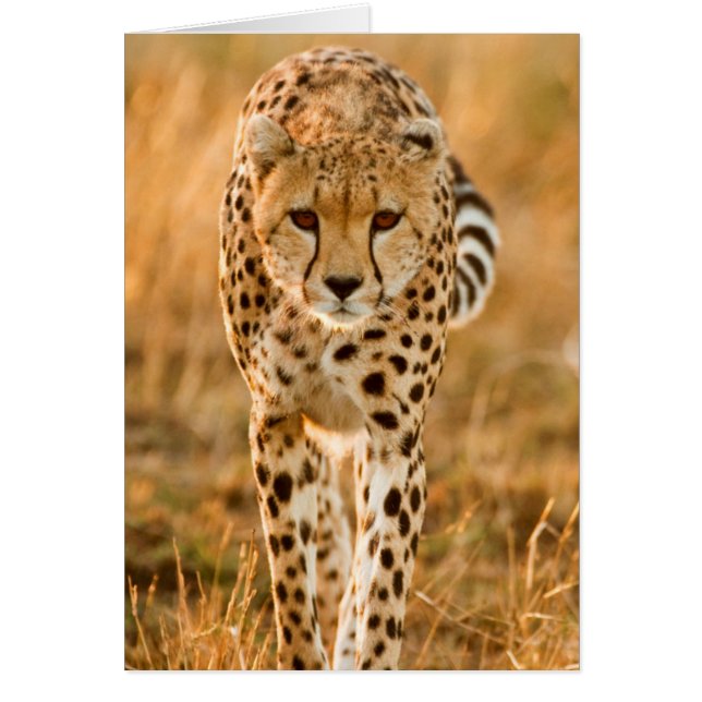Cheetah (Acinonyx Jubatus) Portrait, Maasai (Voorkant)