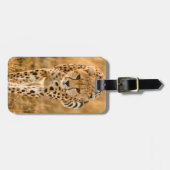 Cheetah (Acinonyx Jubatus) Portrait, Maasai Bagagelabel (Voorkant horizontaal)
