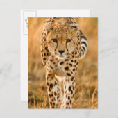 Cheetah (Acinonyx Jubatus) Portrait, Maasai Briefkaart (Voorkant / Achterkant)