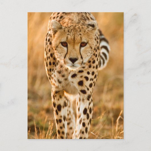 Cheetah (Acinonyx Jubatus) Portrait, Maasai Briefkaart (Voorkant)