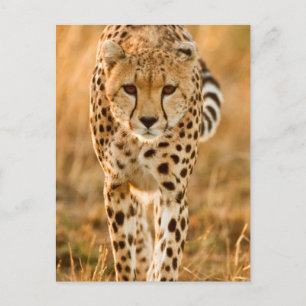 Cheetah (Acinonyx Jubatus) Portrait, Maasai Briefkaart