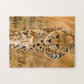 Cheetah (Acinonyx Jubatus) Portrait, Maasai Legpuzzel (Horizontaal)