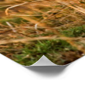 Cheetah (Acinonyx Jubatus) Portrait, Maasai Poster (Hoek)